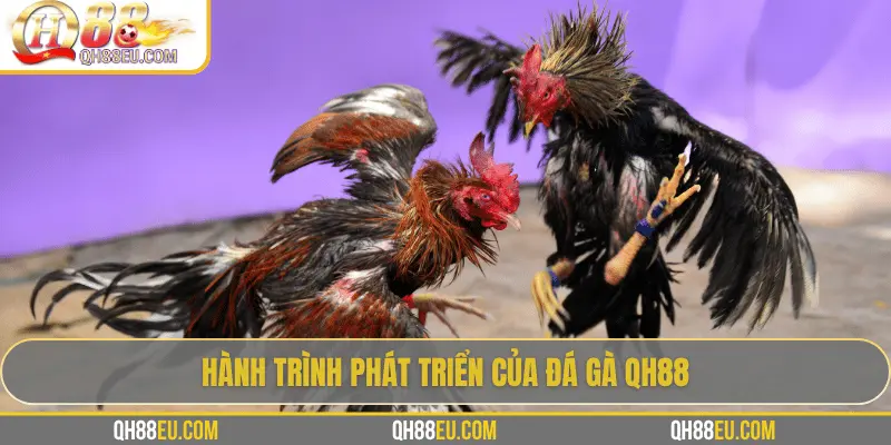 Hành trình phát triển của đá gà QH88