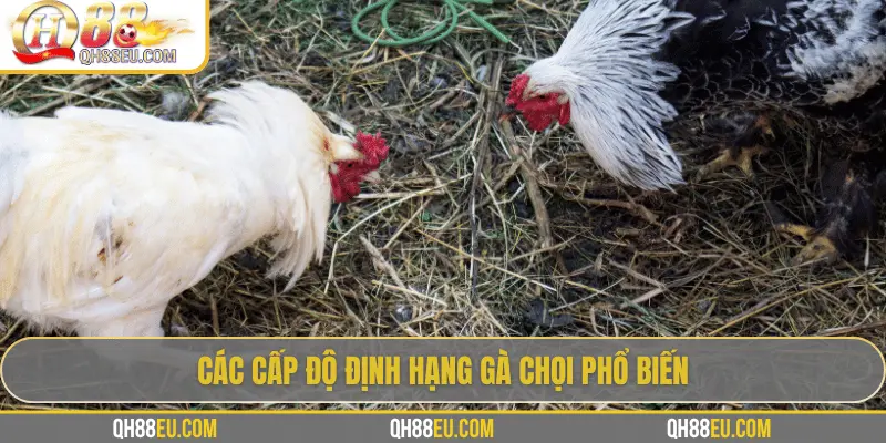 Các cấp độ định hạng gà chọi phổ biến