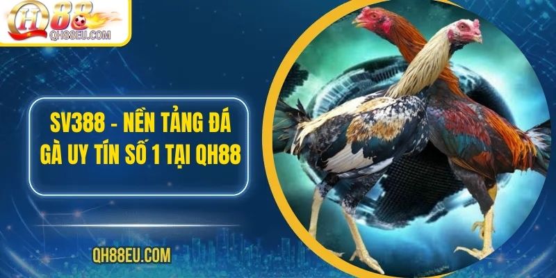 SV388 – Nền Tảng Đá Gà Uy Tín Số 1 Tại QH88